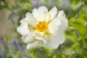 White-flower-1