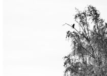 Crow On Birch, II von STEFARO .