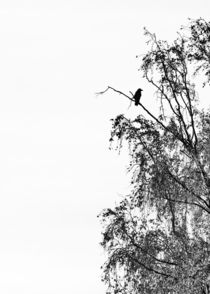 Crow On Birch by STEFARO .