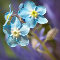 Forget me Not by Colin Metcalf