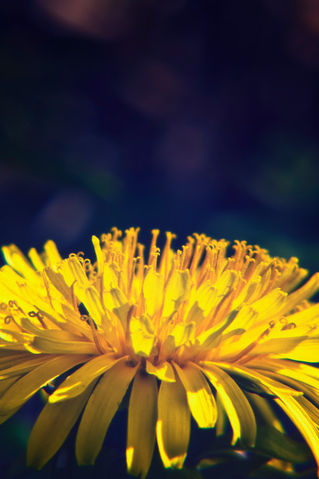 Dandelionflower