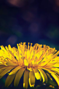 Dandelion Glow by Vicki Field