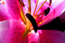 Pollen in Lilie von Eva Dust