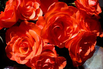 Die orangen Rosen von Eva Dust