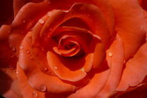 Die orange Rose von Eva Dust