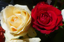 Rote und weise Rose von Eva Dust