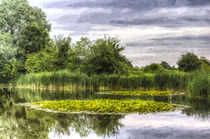 The Lily Pond by David Pyatt