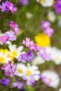 Spring flowers by Lana Malamatidi