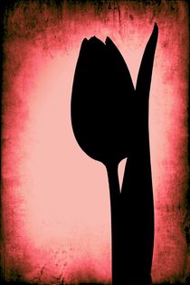 Black tulip by leddermann