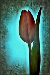 Tulip day by leddermann
