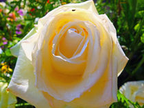 Die weiße Rose von Eva Dust