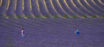purple lavender von emanuele molinari