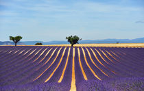 provence lavender field by emanuele molinari