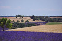 purple fields by emanuele molinari