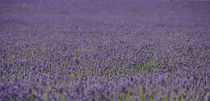 lavender fields by emanuele molinari