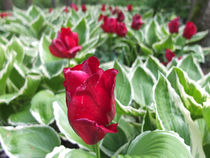 rote Tulpen by Eva Dust
