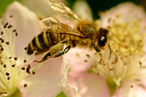 Biene auf Blüte by toeffelshop