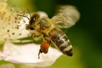Biene im Flug 2 von toeffelshop