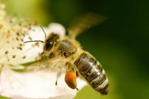 Biene im Flug by toeffelshop