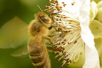 Biene schwebt vor einer Blüte by toeffelshop
