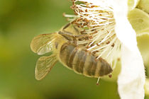Biene von hinten by toeffelshop
