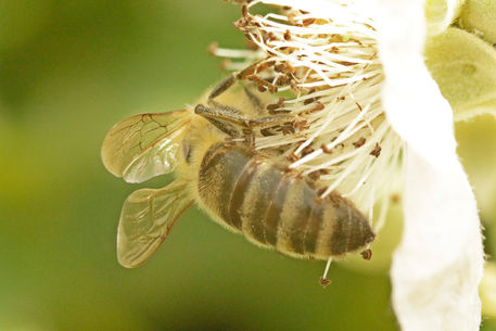 Biene-von-hinten