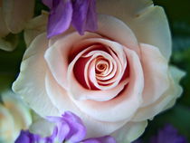 rosa Rose von Eva Dust