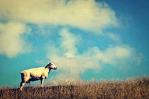 It's a sheep by AD DESIGN Photo + PhotoArt