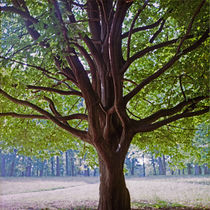 Baum 4 von Bernd Fülle