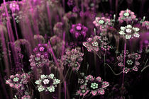 Pinke Blumenwiese von Viktor Peschel