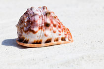 Großes Muschel - Large seashell von Thomas Klee