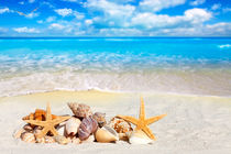 Muscheln und Seesterne - Seashells and starfishes 2