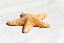 Großes Seestern - Large Sea star von Thomas Klee