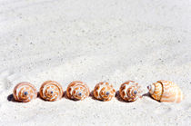 Reihe kleiner Muscheln - Row of small sea shells von Thomas Klee