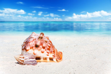 Shells-on-the-beach