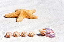 Seestern und Muscheln - Sea star and sea shells by Thomas Klee