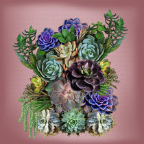 My Succulent garden by Nadine May
