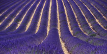 lavender fields and stripe by emanuele molinari
