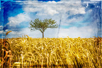 Single tree in a wheat field von David Hare