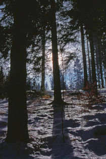 Winterwald von Bernd Fülle