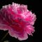 Peony-red-on-a-dark-background