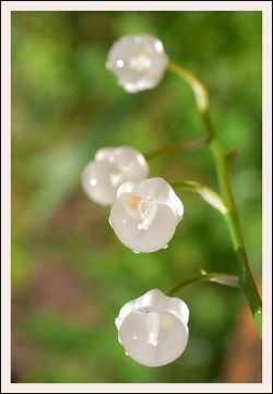 Lily-of-the-valley-pearl