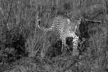 Wild female leopard approaching through grasses in black and white by Yolande  van Niekerk