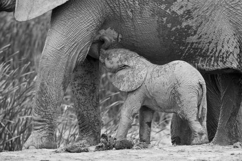 Baby-elephant-drinking-from-its-mother-in-b-and-w