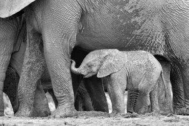 Baby-elephant-standing-next-to-mom-in-b-and-w
