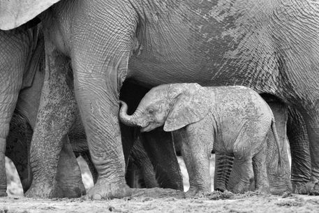 Baby-elephant-standing-next-to-mom-in-b-and-w