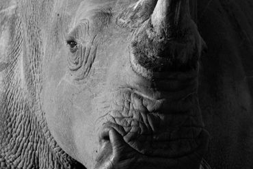 Black-and-white-close-up-portrait-of-white-rhino