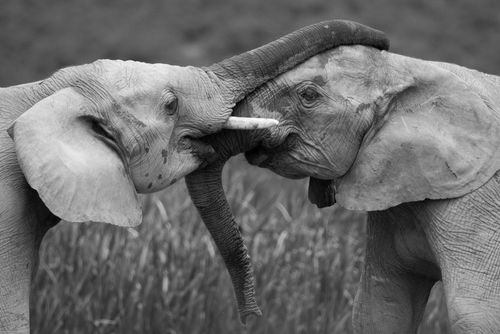 Close-up-of-african-elephants-wrestling-b-and-w2