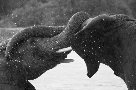 Close-up-of-wrestling-elephants-b-and-w