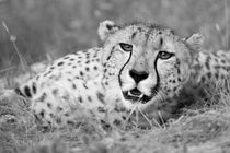 Resting Cheetah Close Up in Black and White von Yolande  van Niekerk